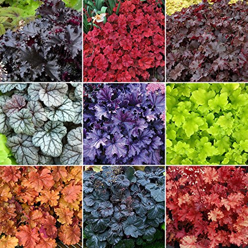 5 X Heuchera PFLANZEN MIX - HOHE QUALITÄTS PFLANZEN IM TOPF von GardenersDream