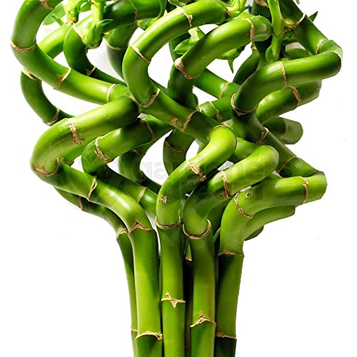 GardenersDream 50cm Lucky Bamboo - 10 Spiralstiele- Innenpflanzen Topfgarten Fensterbrettschüssel von GardenersDream