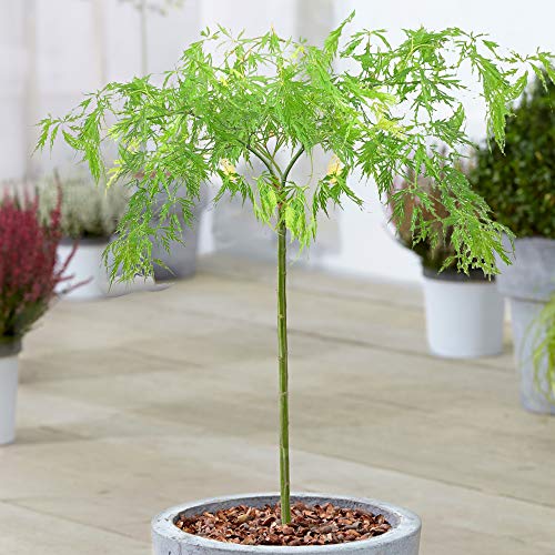 Acer Dissectum Baum | Japanische Ahorn-Topfzierbäume für kleine Gärten von GardenersDream