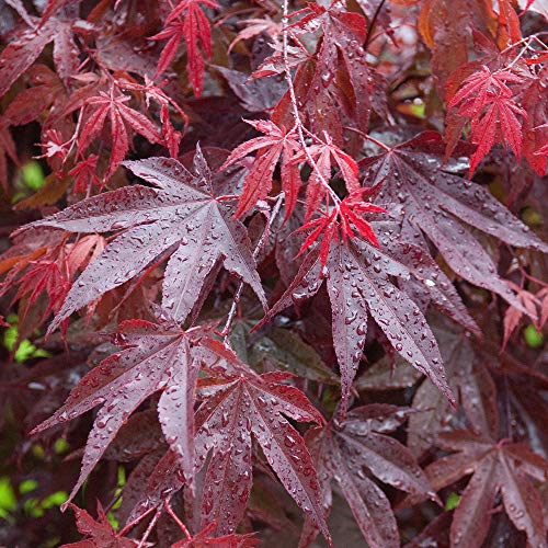 Acer palmatum 'Bloodgood' | Japanischer Ahorn-Laubbaum-Gartenpflanzenbaum im Topf von GardenersDream