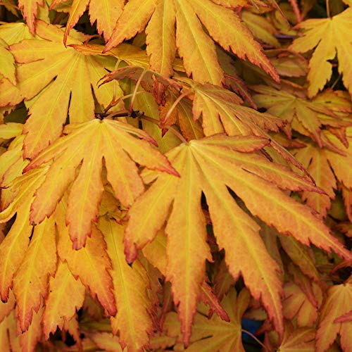 Acer palmatum 'Orange Dream' | Japanischer Ahorn-Laubbaum-Gartenpflanzenbaum im Topf (50-70cm) von GardenersDream