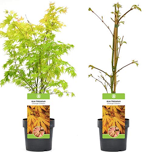 Acer palmatum 'Orange Dream' | Japanischer Ahorn-Laubbaum-Gartenpflanzenbaum im Topf von GardenersDream