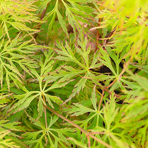 Acer palmatum dissectum 'Emerald Lace' | Japanischer Ahornlaubbaum im Topf von GardenersDream