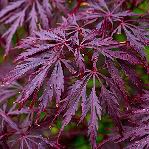 Acer palmatum dissectum 'Garnet' | Japanischer Ahorn-Laubgartenbaum im Topf von GardenersDream