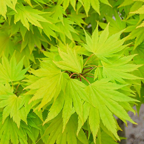 Acer shirasawanum 'Jordan' | Japanischer Ahorn-Laubbaum-Gartenpflanzenbaum im Topf von GardenersDream