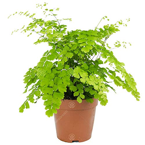 Adiantum raddianum Fragrans Frauenhaarfarn Lebende Zimmerpflanze in 12 cm Topf von GardenersDream