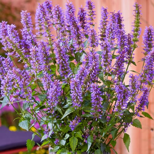 Agastache Purple Haze Outdoor-Gartenfertige Pflanzen Winterharte Staudenpflanze im Topf Agastache Purple Haze Outdoor-Gartenfertige Pflanzen Winterharte Staudenpflanze im Topf von GardenersDream