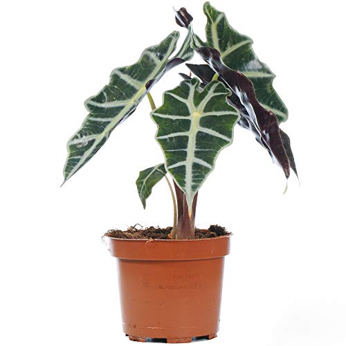 GardenersDream Alocasia Polly Afrikanische Masken Pflanze Elefanten Ohr innen getopft für Zuhause oder das Büro von GardenersDream