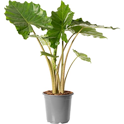 Alocasia Portodora, große exotische Zimmerpflanze, immergrün und hochwachsend. von GardenersDream