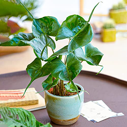 Alocasia Stingray Pflanze| Getopfte innen hauspflanze für Zuhause oder das Büro 40-50cm von GardenersDream