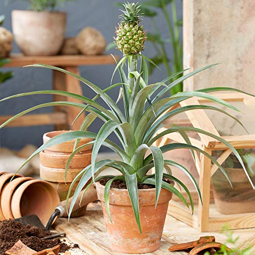 Ananas comosus Amigo - Ananaspflanze | Beste Zimmerpflanze | 35-45cm mit Topf von GardenersDream