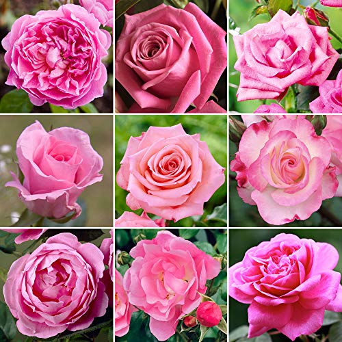 Attraktive Rosa Topfrose | Premium Gartenrosen mit farbenfrohen Sommerblumen von GardenersDream