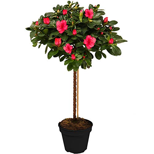 Gardeners Dream Japanische Azalee Winterhart (Azalea Japonica) - Azaleen Pflanzen Stamm - Rhododendron Pflanze - Winterharte Pflanzen für Garten - Rot - Gesamthöhe von den Wurzeln ca. 75 cm von GardenersDream