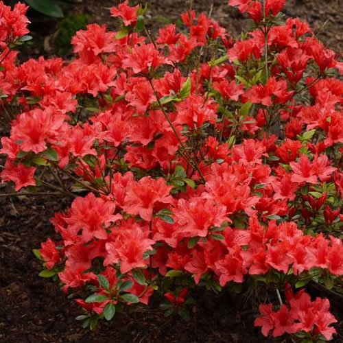 Azalea japonica Orange Beauty (9cm) von GardenersDream