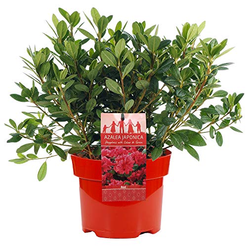 Azalea japonica Rot Farbenfroher immergrüner Gartenstrauch Pflanze im 2L Topf Azalea japonica Rot Farbenfroher immergrüner Gartenstrauch Pflanze im 2L Topf von GardenersDream