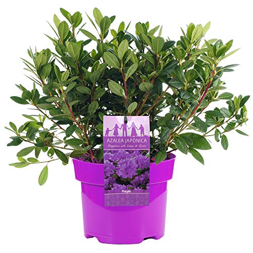 Azalea japonica Violett Farbenfroher immergrüner Gartenstrauch im 2L-Topf von GardenersDream