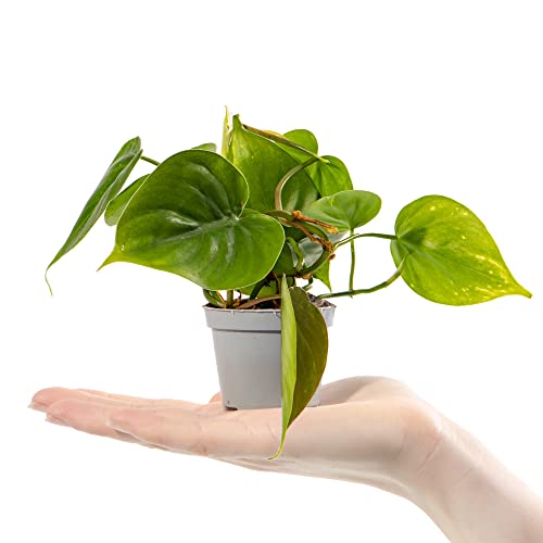 Baby Philodendren Herzblatt Pflanze Philodendron Scandens Kleines Geschenk Zimmerpflanze im Topf von GardenersDream