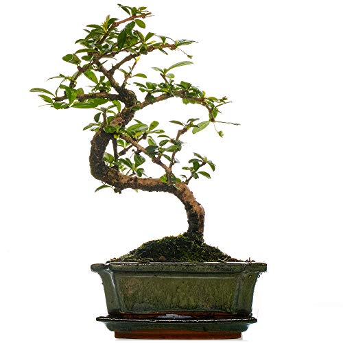 Bonsai Carmona Fukientee Zimmerpflanze im 15 cm Topf (30-40 cm inkl. Topf) von GardenersDream