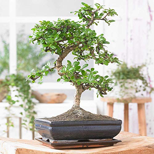 Gardeners Dream Bonsai Chinesische Ulme - Japanische 'S-Form' Bonsai Baum Echt Zimmerpflanzen - Indoor Baum Pflanzen Deko - Topf Pflanze Höhe (inkl. Topf): 20-30 cm - Mini Bonsai Topf Größe: 15 cm von GardenersDream