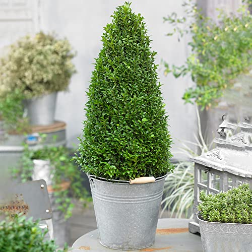 Buchsbaum-Pyramide - Buxus-Strauch | Immergrüne Topiary-Gartenpflanze 50-60cm von GardenersDream