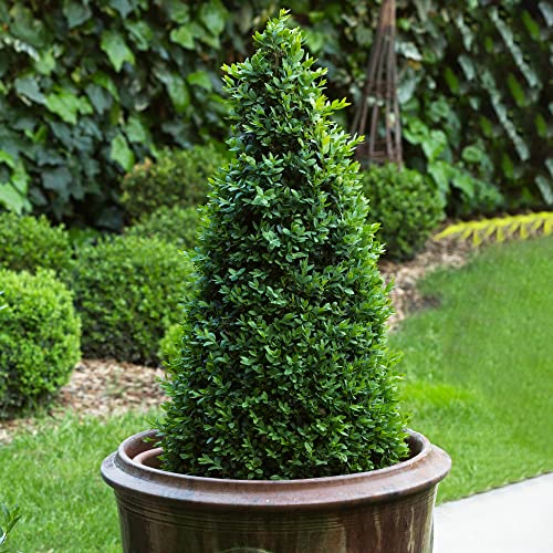 Buchsbaum-Pyramide - Buxus-Strauch | Immergrüne Topiary-Gartenpflanze 60-70cm von GardenersDream
