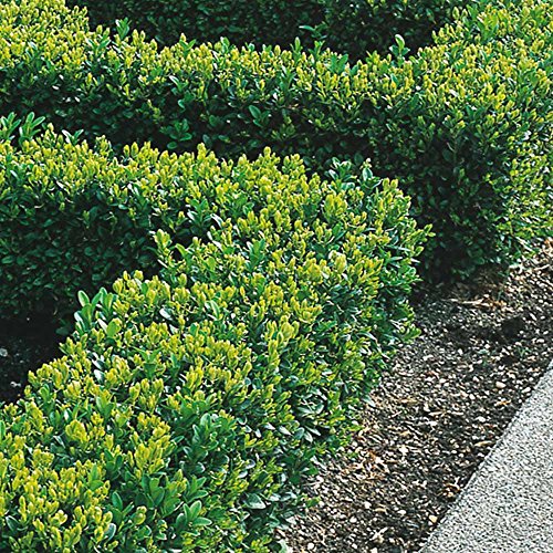 Buchsbaumhecke 20-40cm Buxus Sempervirens Dichte immergrüne Hecke getopft (25 Pflanzen) von GardenersDream