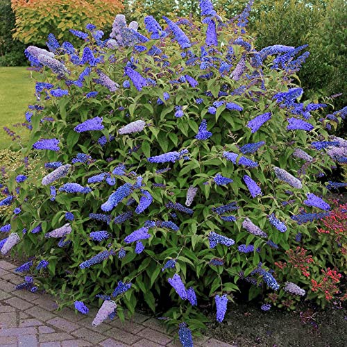 Buddleia Davidii Empire Blue Schmetterlingsflieder Duftender Gartenstrauch 17cm Topf von GardenersDream