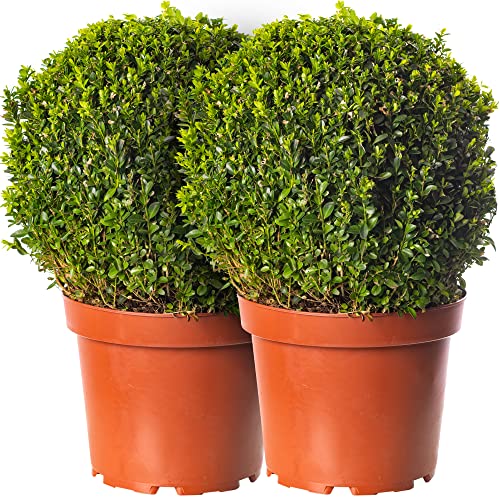 Buxus Ball Set 2 x 30cm Durchmesser Buchsbaum Garten-Topiary Echter Immergrün-Strauch von GardenersDream