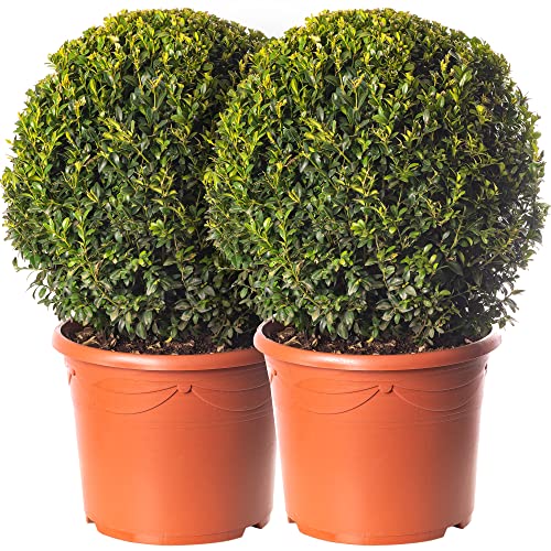 Buxus Ball Set 2 x 40cm Durchmesser Buchsbaum Garten-Topiary Echter Immergrün-Strauch von GardenersDream