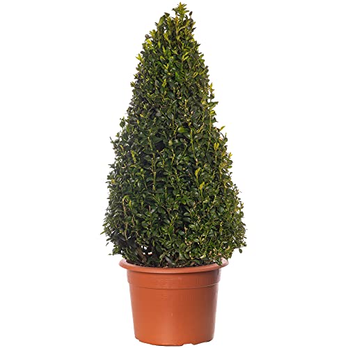 Buxus-Pyramide - Buchsbaum-Pflanze | Immergrüner, geformter Topiary für den Außenbereich im Garten 60-70cm von GardenersDream