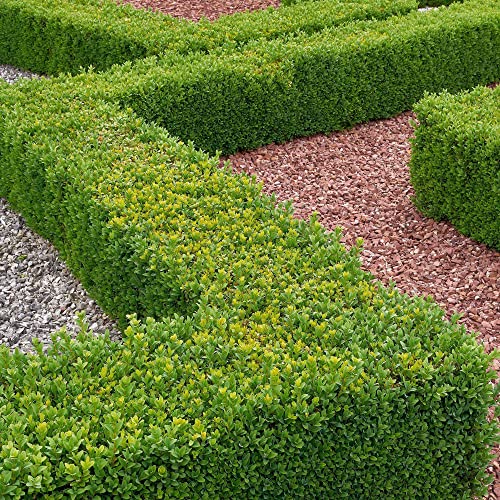 Buxus Sempervirens | Klassische Formschnitt-Pflanzen | Im Topf gezogene Buchsbaumhecke (5 Pflanzen) von GardenersDream