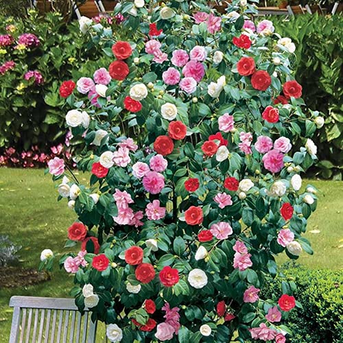 CAMELLIA TRICOLOUR 3 PFLANZEN FARBEN GEMISCHTER DISPLAY GARTEN BLUMEN PFLANZEN IM TOPF von GardenersDream