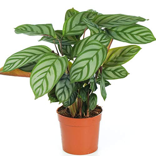 Calathea Compact Star Zimmerpflanze fürs Zuhause oder das Büro von GardenersDream