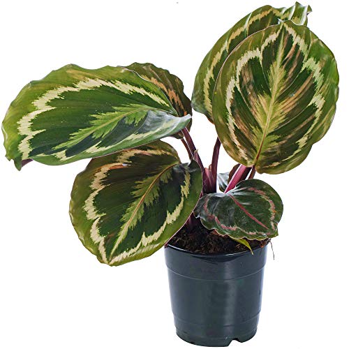 Calathea Medaillon | Zimmerpflanze im Topf fürs Zuhause oder das Büro von GardenersDream