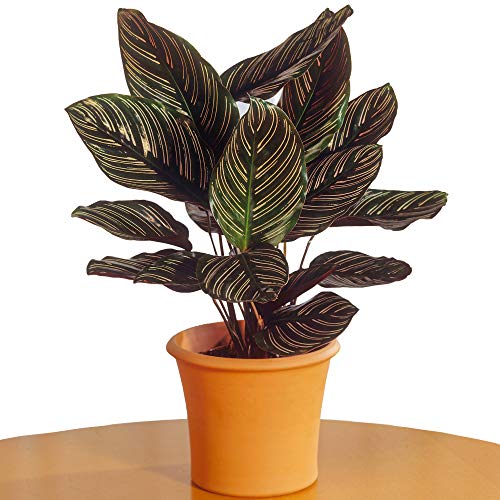 Calathea Ornata | Premium 40-50 cm Topfpflanze | Ideal fürs Zuhause oder das Büro von GardenersDream