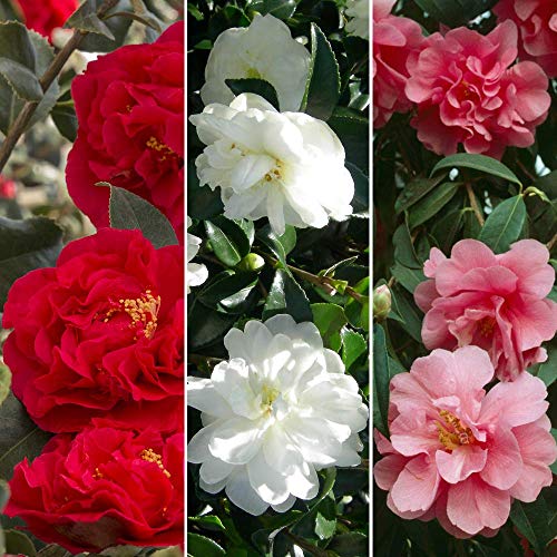Camellia Dreifarbig Kollektion 3er Pack Rot Weiß & Rosa Gemischte Pflanzen 9cm Töpfe von GardenersDream