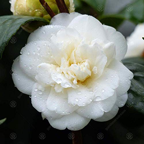 Camellia japonica 'Nobilissima' Japanischer Immergrüner Gartenstrauch | 9cm Topf von GardenersDream