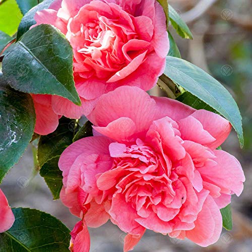 Camellia japonica 'Triumphans' Immergrüner Strauch Rosa Gartenpflanze | 9cm Topf von GardenersDream