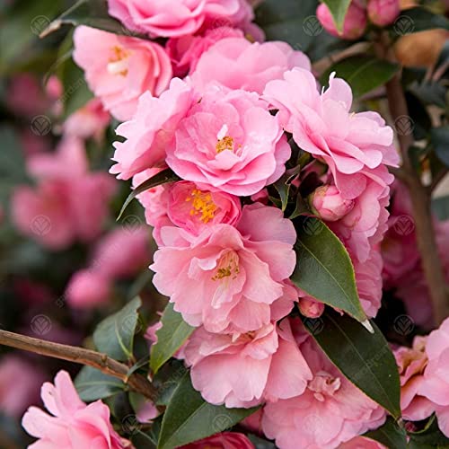 Camellia williamsii 'Spring Festival' Immergrüner pinker Gartenstrauch | 9cm Topf von GardenersDream