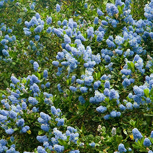 Ceanothus Victoria, Kalifornischer Flieder, immergrüner Gartenstrauch, Topfpflanze für den Außenbereich. von GardenersDream