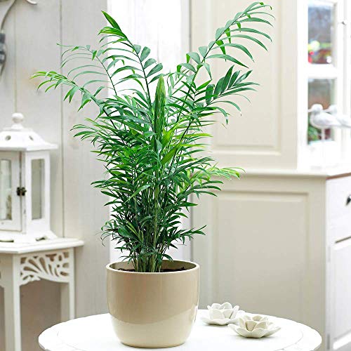 Chamaedorea Elegans Palme – Große Premium Zimmerpflanze im 13 cm Topf von GardenersDream