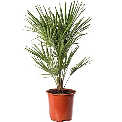 Chamaerops Humilis Europäische Fächerpalme Pflanze Winterhart Selten Exotisch Outdoor-Palme von GardenersDream