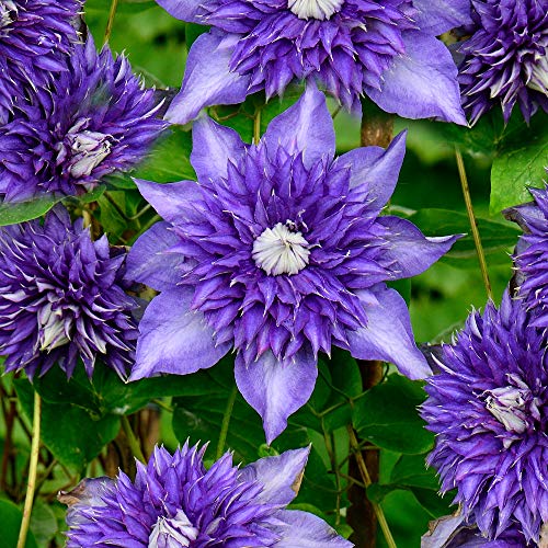 Clematis Multiblue Compact Laubblau blühender Kletterrebenstrauch von GardenersDream