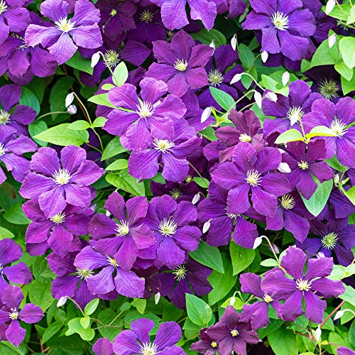 Clematis Polish Spirit Laub Lila Blühende Outdoor-Garten Kletterpflanze von GardenersDream