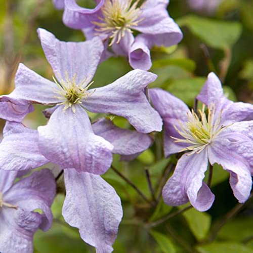 Clematis 'Prinz Charles' | Winterharte Laub-Klettergartenpflanze im 9cm Topf von GardenersDream