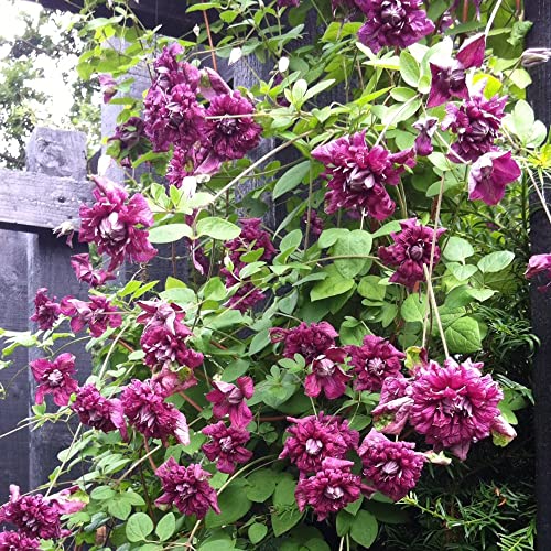 Clematis 'Purpurea plena elegans' | Winterharte Klettergartenpflanze im 9cm Topf von GardenersDream