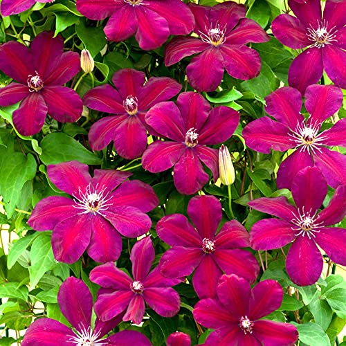 Clematis 'Rouge Cardinal' Winterharte Laubkletterpflanze Gartenstrauch | 9cm Topf von GardenersDream