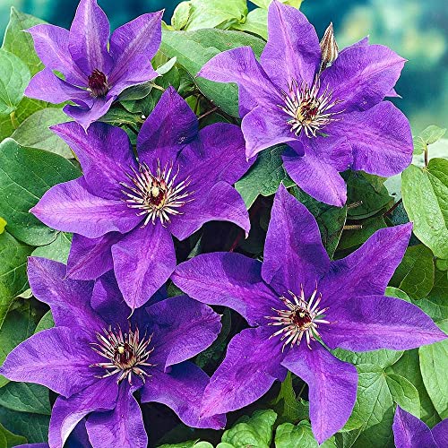 Clematis 'The President' buschige Gartenkletterpflanze Pflanze Blühender Strauch | 9cm Topf von GardenersDream