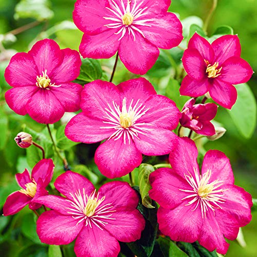 Clematis Ville de Lyon Laubtopf blühender Garten im Freien Kletterstrauch von GardenersDream