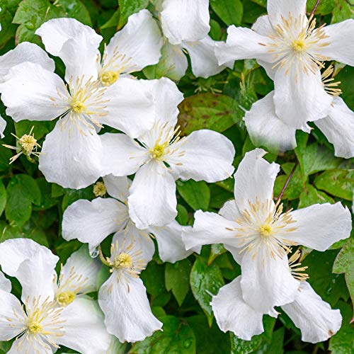 Clematis montana grandiflora Laubduftender blühender Kletterstrauch von GardenersDream